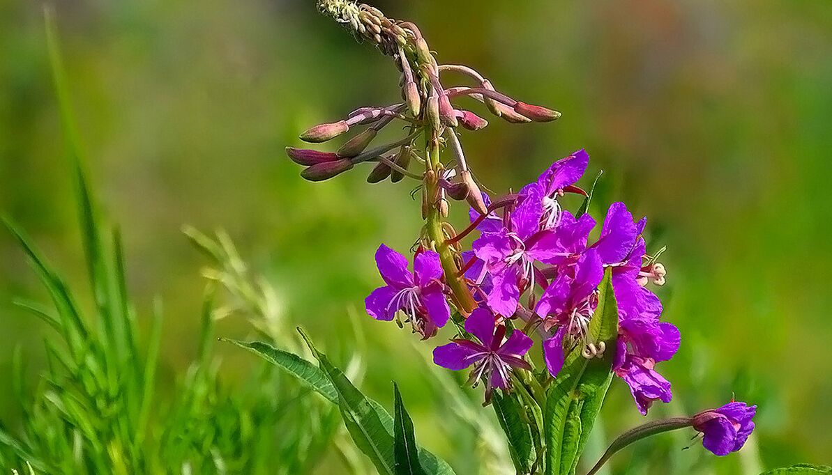 Fireweed v RevitaProst